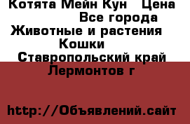 Котята Мейн Кун › Цена ­ 15 000 - Все города Животные и растения » Кошки   . Ставропольский край,Лермонтов г.